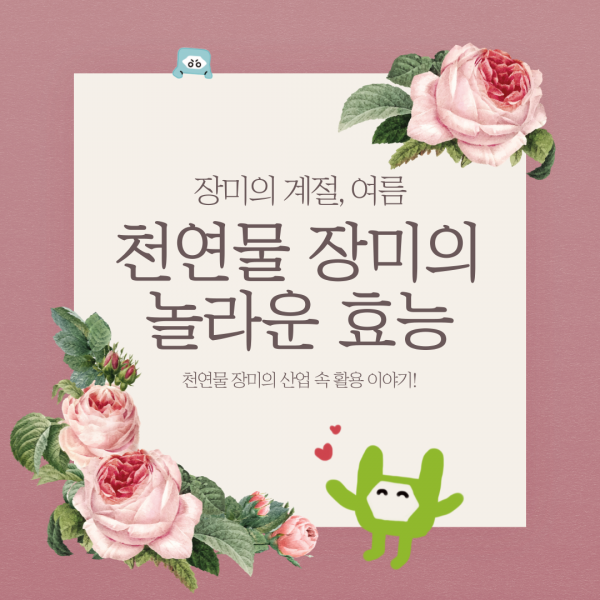천연물 장미의 놀라운 효능